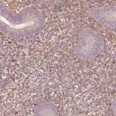 Anti-SFRP4 antibody produced in rabbit Prestige Antibodies&#174; Powered by Atlas Antibodies, affinity isolated antibody, buffered aqueous glycerol solution