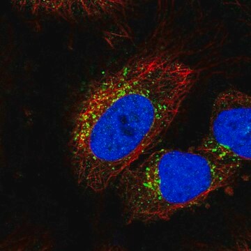 Anti-STK11IP antibody produced in rabbit Prestige Antibodies&#174; Powered by Atlas Antibodies, affinity isolated antibody