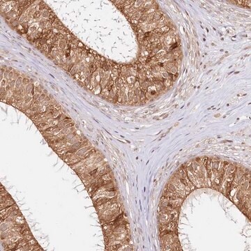 Anti-CNPY2 antibody produced in rabbit Prestige Antibodies&#174; Powered by Atlas Antibodies, affinity isolated antibody, buffered aqueous glycerol solution