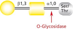 O-Glycosidase from Streptococcus pneumoniae recombinant, expressed in E. coli, buffered aqueous solution