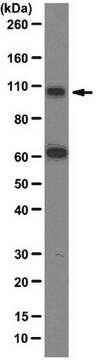 Anti-Gemin3 Antibody, clone 12H12 clone 12H12, from mouse