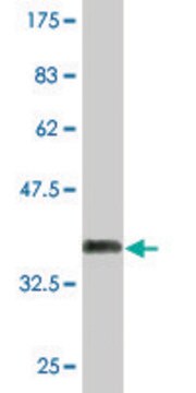 Monoclonal Anti-PHF7 antibody produced in mouse clone 1E9, purified immunoglobulin, buffered aqueous solution