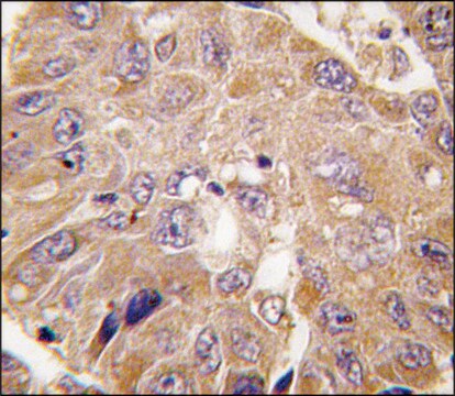 Anti-METAP1 (N-term) antibody produced in rabbit IgG fraction of antiserum, buffered aqueous solution