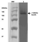 Monoclonal Anti-Alpha 2C Adrenergic Receptor - Atto 488 antibody produced in mouse clone S330A-80, purified immunoglobulin