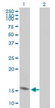 Monoclonal Anti-RPL30 antibody produced in mouse clone 2A4, purified immunoglobulin, buffered aqueous solution