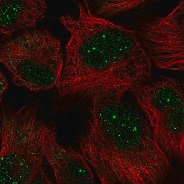 Anti-GON4L antibody produced in rabbit Prestige Antibodies&#174; Powered by Atlas Antibodies, affinity isolated antibody