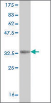 Monoclonal Anti-PASK, (N-terminal) antibody produced in mouse clone 6B7, ascites fluid