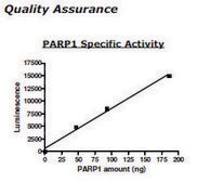 PARP1 Active human recombinant, expressed in baculovirus infected insect cells, &#8805;80% (SDS-PAGE)
