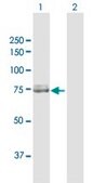 Anti-CAPN2 antibody produced in rabbit purified immunoglobulin, buffered aqueous solution