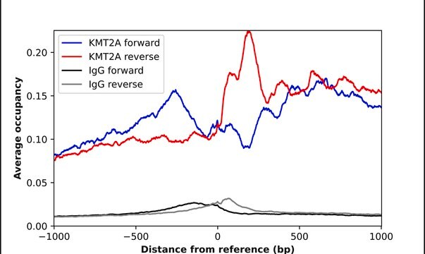 Anti-KMT2A antibody produced in rabbit Prestige Antibodies&#174; Powered by Atlas Antibodies, affinity isolated antibody