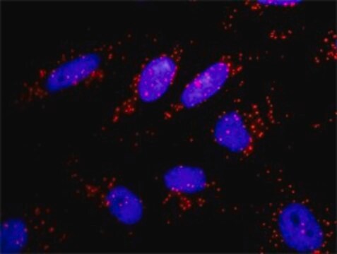 Monoclonal Anti-PIK3CA antibody produced in mouse clone 3G3, purified immunoglobulin, buffered aqueous solution