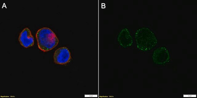 Anti-CD42b/GP1BA Antibody, clone 1C9 ZooMAb&#174; Rabbit Monoclonal recombinant, expressed in HEK 293 cells