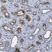 Anti-CDHR2 antibody produced in rabbit Prestige Antibodies&#174; Powered by Atlas Antibodies, affinity isolated antibody, buffered aqueous glycerol solution