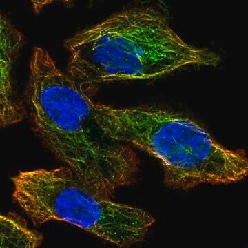 Anti-ATG4A antibody produced in rabbit Prestige Antibodies&#174; Powered by Atlas Antibodies, affinity isolated antibody