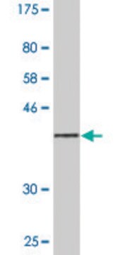 Monoclonal Anti-SDC2 antibody produced in mouse clone 1B2, purified immunoglobulin, buffered aqueous solution