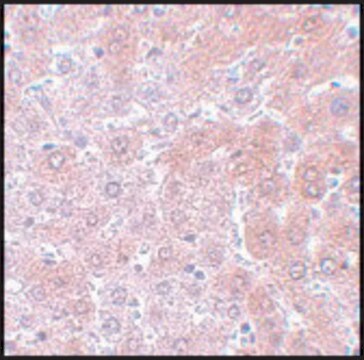 Anti-APC4 antibody produced in rabbit affinity isolated antibody, buffered aqueous solution