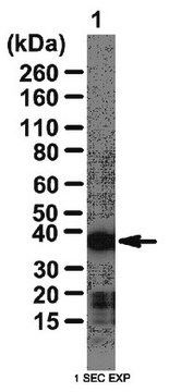 Anti-RALY Antibody from rabbit, purified by affinity chromatography