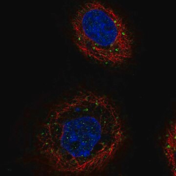 Anti-TGFBRAP1 antibody produced in rabbit Prestige Antibodies&#174; Powered by Atlas Antibodies, affinity isolated antibody