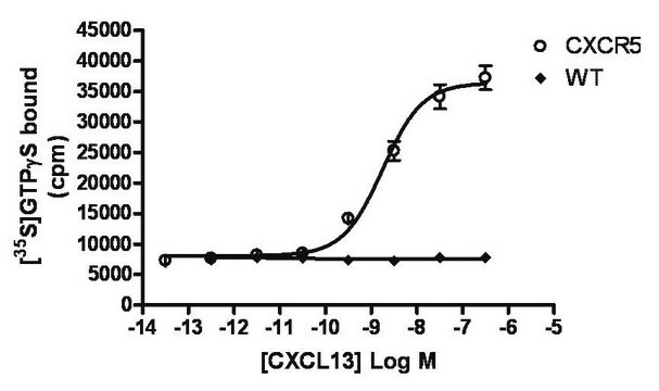 ChemiSCREEN Membrane Preparation Recombinant Human CXCR5 Chemokine Receptor Human CXCR5 GPCR membrane preparation for Radioligand binding Assays &amp; GTP&#947;S binding.