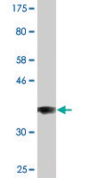 Monoclonal Anti-COG3 antibody produced in mouse clone 2G7, purified immunoglobulin, buffered aqueous solution