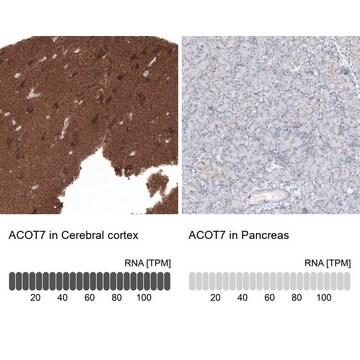 Anti-ACOT7 antibody produced in rabbit Prestige Antibodies&#174; Powered by Atlas Antibodies, affinity isolated antibody, buffered aqueous glycerol solution, Ab2