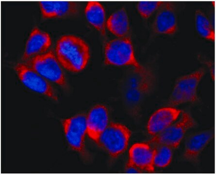 Monoclonal Anti-Kinesin (heavy chain) antibody produced in mouse clone KN-02