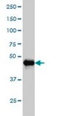Monoclonal Anti-AKT2 antibody produced in mouse clone 1B3, purified immunoglobulin, buffered aqueous solution