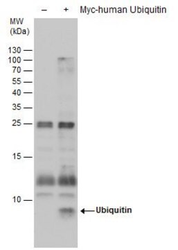 Monoclonal Anti-Ubiquitin antibody produced in mouse clone GT751, affinity isolated antibody