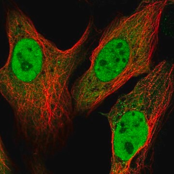 Anti-ATP6V1C1 antibody produced in rabbit Prestige Antibodies&#174; Powered by Atlas Antibodies, affinity isolated antibody