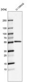 Anti-MMP1 antibody produced in rabbit Prestige Antibodies&#174; Powered by Atlas Antibodies, affinity isolated antibody