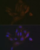 Anti-BAP31 antibody produced in rabbit