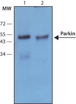 Anti-Parkin antibody, Mouse monoclonal clone PRK8, purified from hybridoma cell culture