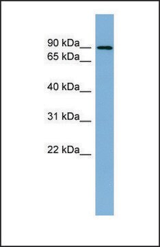 Anti-TBK1 antibody produced in rabbit affinity isolated antibody