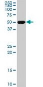 ANTI-RXRA antibody produced in mouse clone 3D9, purified immunoglobulin, buffered aqueous solution