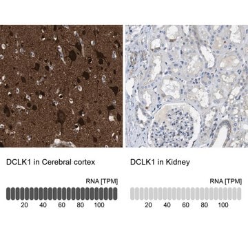 Anti-DCLK1 antibody produced in rabbit Prestige Antibodies&#174; Powered by Atlas Antibodies, affinity isolated antibody, buffered aqueous glycerol solution