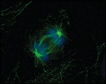 Monoclonal Anti-&#945;-Tubulin antibody produced in mouse clone DM1A, ascites fluid