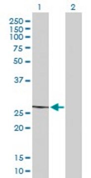 Anti-MRPL22 antibody produced in mouse purified immunoglobulin, buffered aqueous solution