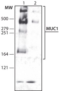 Anti-MUC1 antibody , Mouse monoclonal clone 1D1, purified from hybridoma cell culture