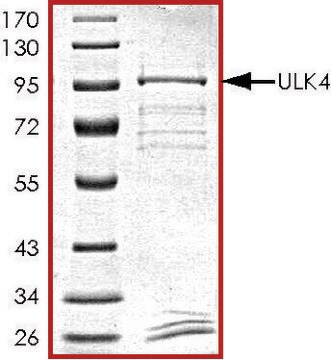 ULK4, GST tagged human recombinant, expressed in baculovirus infected Sf9 cells, &#8805;70% (SDS-PAGE), buffered aqueous glycerol solution