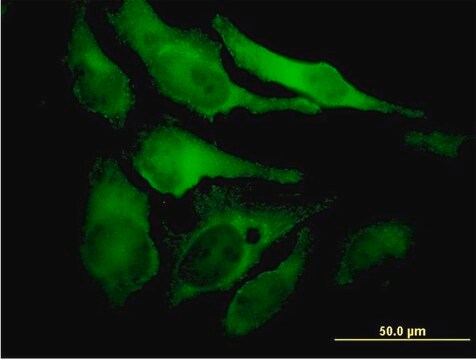 Monoclonal Anti-EYA2 antibody produced in mouse clone 2F8, purified immunoglobulin, buffered aqueous solution