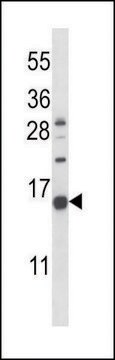 ANTI-NPPC (C-TERM) antibody produced in rabbit IgG fraction of antiserum, buffered aqueous solution