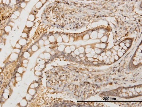 ANTI-NMI antibody produced in mouse clone 9E8, purified immunoglobulin, buffered aqueous solution