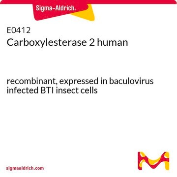 Carboxylesterase 2 human recombinant, expressed in baculovirus infected BTI insect cells