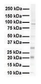 Anti-KRAS affinity isolated antibody