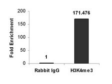 ChIPAb+ Trimethyl-Histone H3 (Lys4) - ChIP Validated Antibody and Primer Set, rabbit monoclonal from rabbit