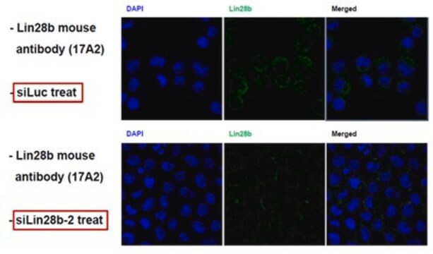 Anti-Lin-28B, clone 17A2 Antibody clone 17A2, from mouse