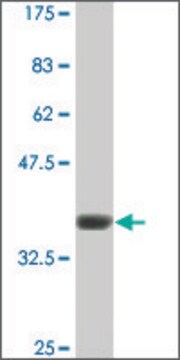 Monoclonal Anti-GRM7 antibody produced in mouse clone 1H5, ascites fluid