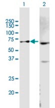 Anti-ABCB9 antibody produced in mouse purified immunoglobulin, buffered aqueous solution