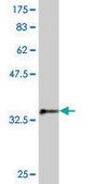 Monoclonal Anti-SKP1A, (C-terminal) antibody produced in mouse clone 2E6, purified immunoglobulin, buffered aqueous solution