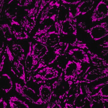 BioTracker 633 Red Mitochondria Dye Live cell imaging mitochondrial dye that stains the membrane of mitochondria used to detect cell viability, metabolic activity and overall cell health.